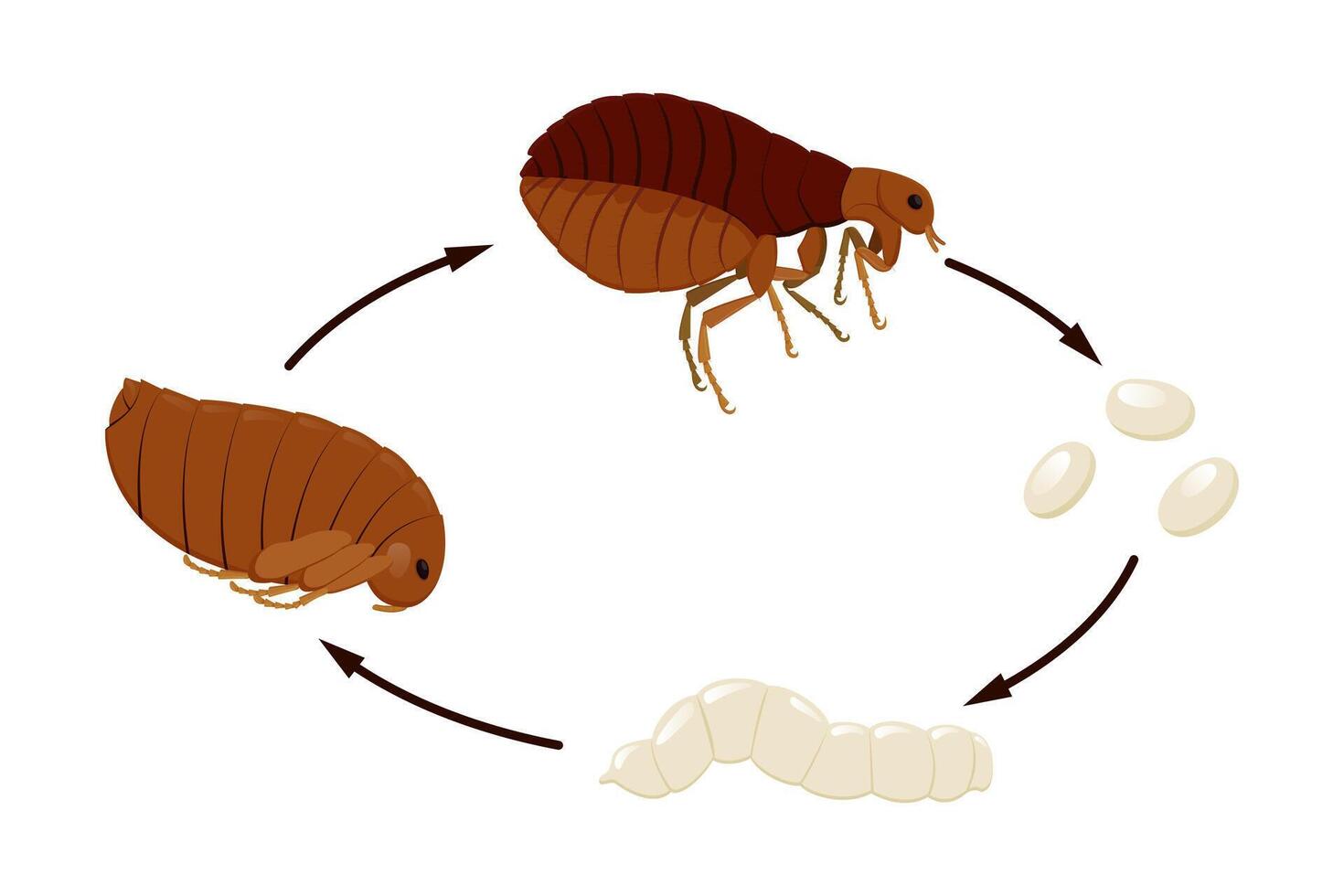 Complete life cycle of a flea showing its four stages of metamorphosis, from egg to larva, from pupa to adult insect vector