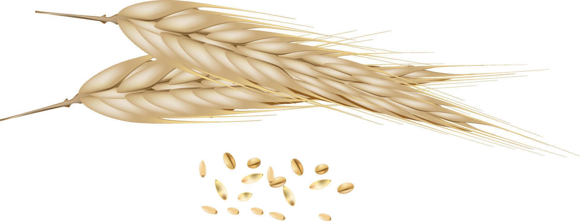 Wheat and seeds on a white background vector
