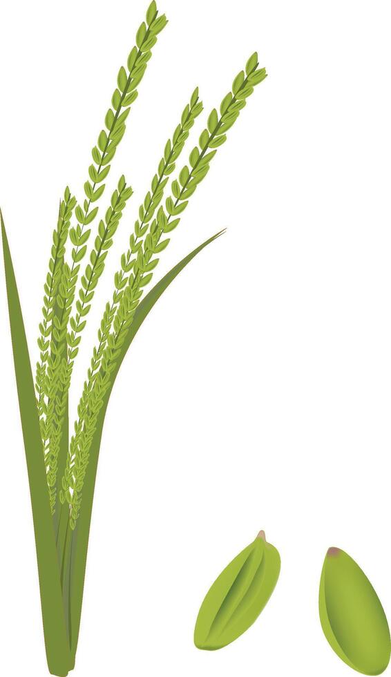 Rice plant and nuts vector