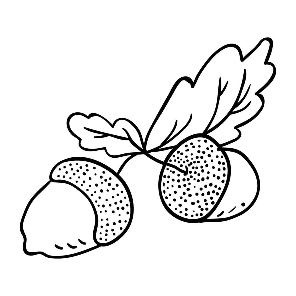 a black and white drawing of acorns vector