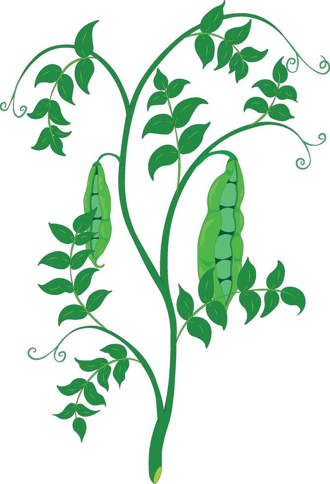 Fresh green peas stem with ripe pods illustration vector