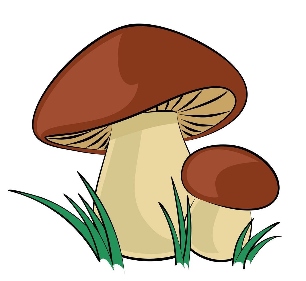 Forest mushrooms with a green grass. vector