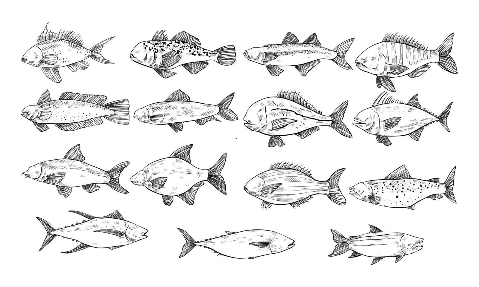 fish handdrawn collection vector