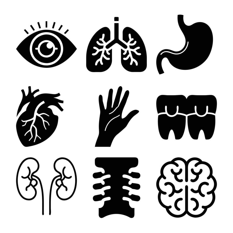 Set of Human Anatomy Icons - Medical Illustrations for Educational and Healthcare Use vector