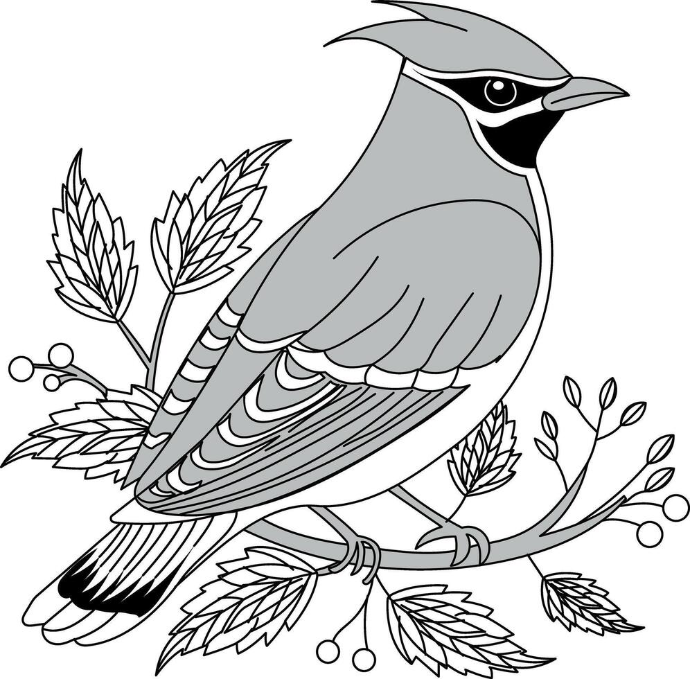 A vintage illustration depicting cedar waxwing vector