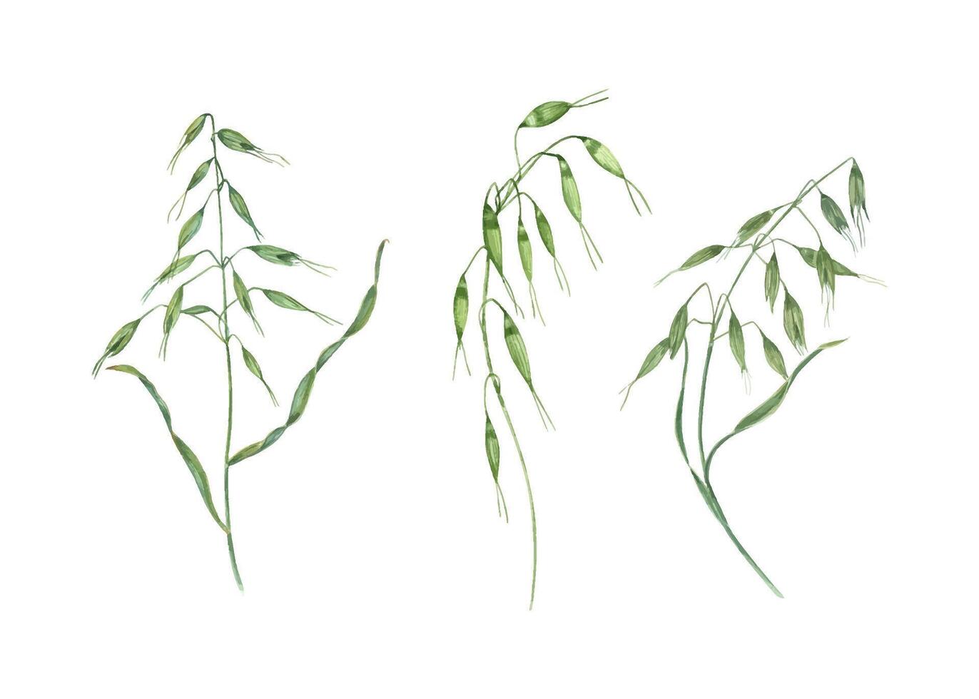Watercolor wild meadow oats illustration clip art. Three green spikelet of cereals grass with seeds, leaves. Floral elements for print, invitation design, postcards, bouquet decor vector
