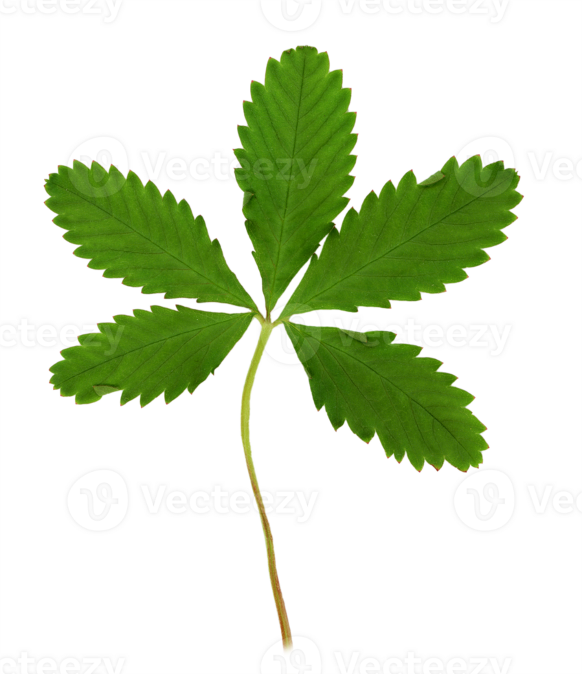 Leaf from a field flower. Cut out on a transparent background png