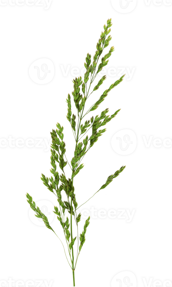 Annual meadow grass close up. Cut out on a transparent background. png
