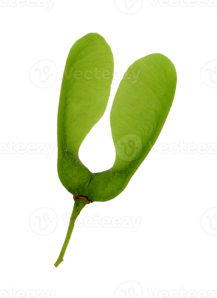 One double seed of a maple tree. Light green. Cut out on a transparent background png