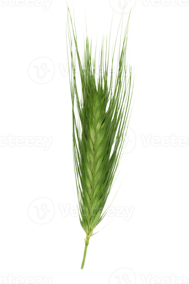 Grass close up. Cut out on a transparent background. png