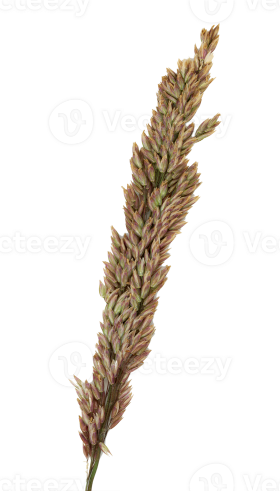 Grass in bloom close up. Cut out on a transparent background. png
