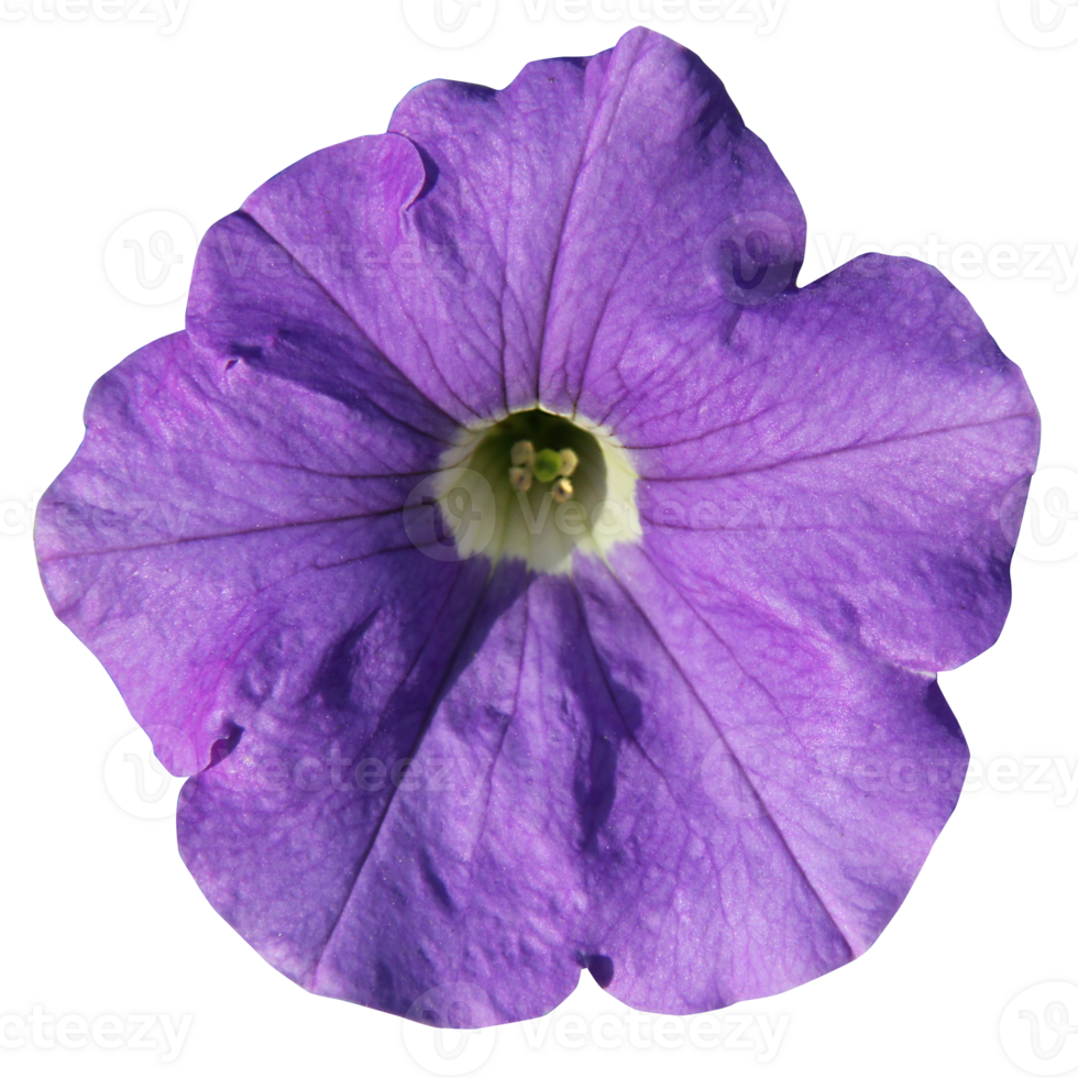A single purple flower, cut out on a transparent background png