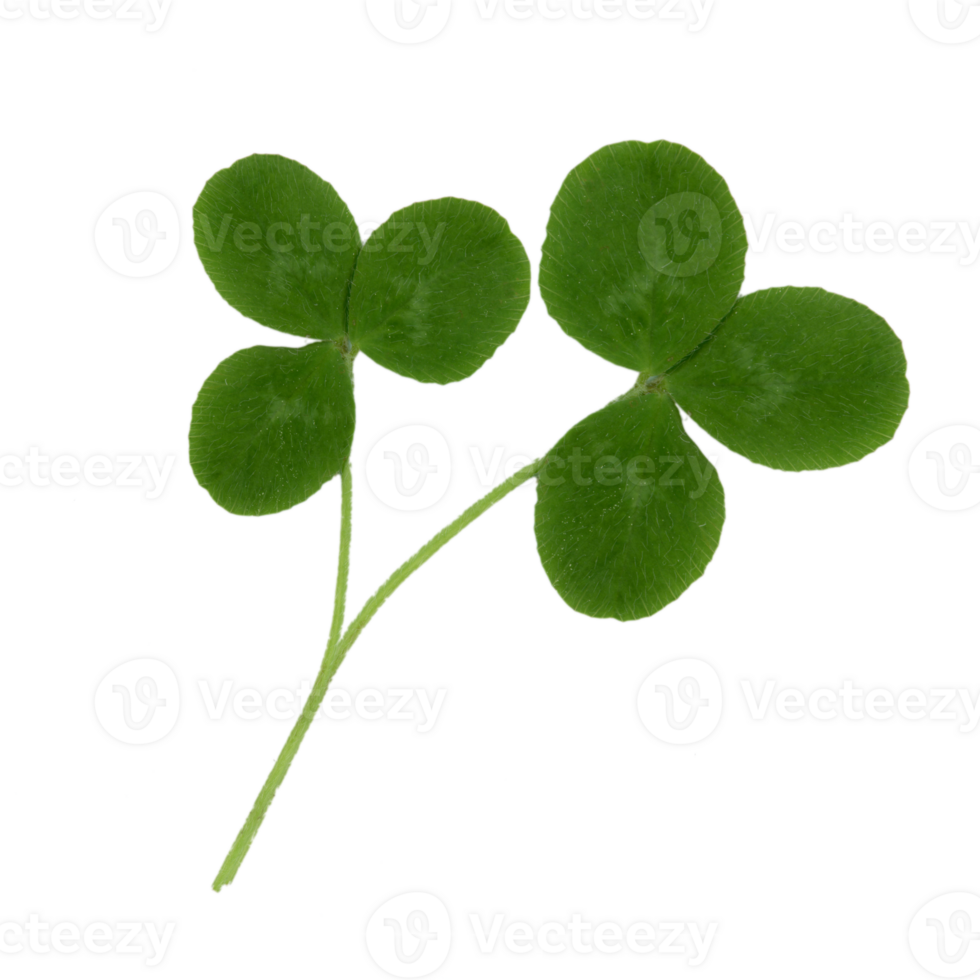 Two clover leafs. Cut out on a transparent background png