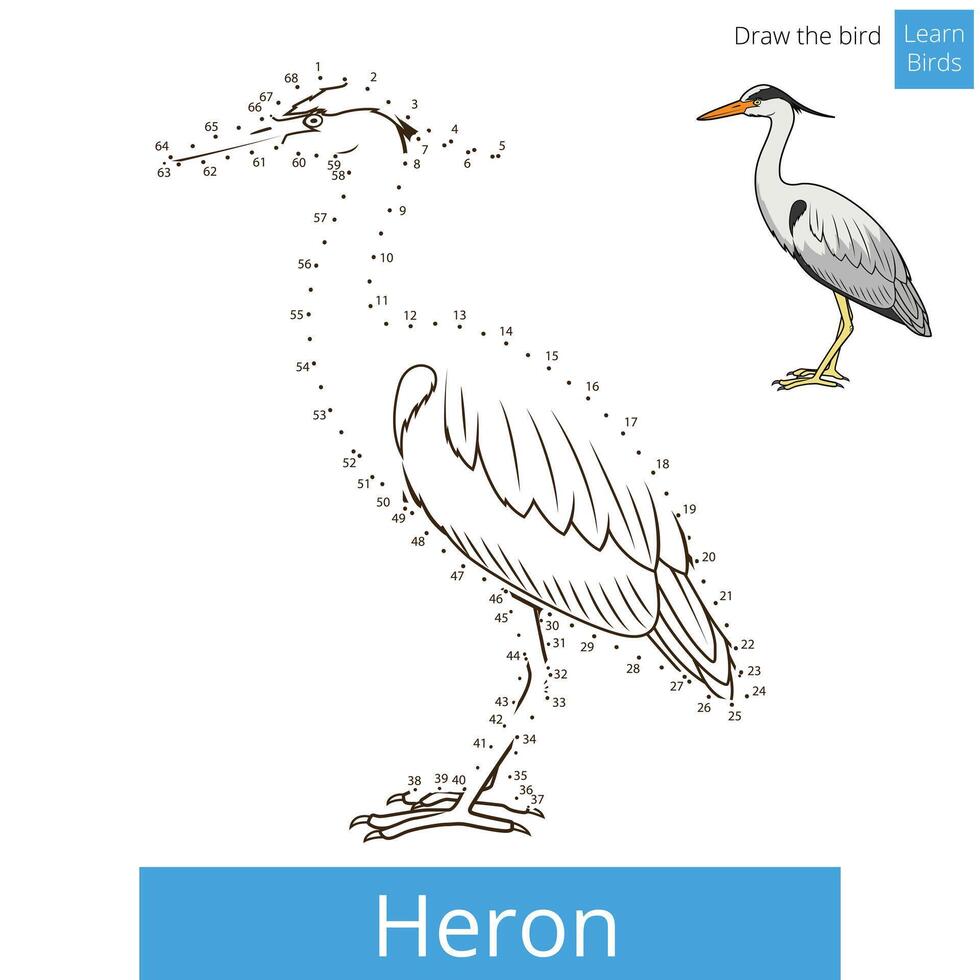 Heron learn birds educational game learn to draw illustration vector
