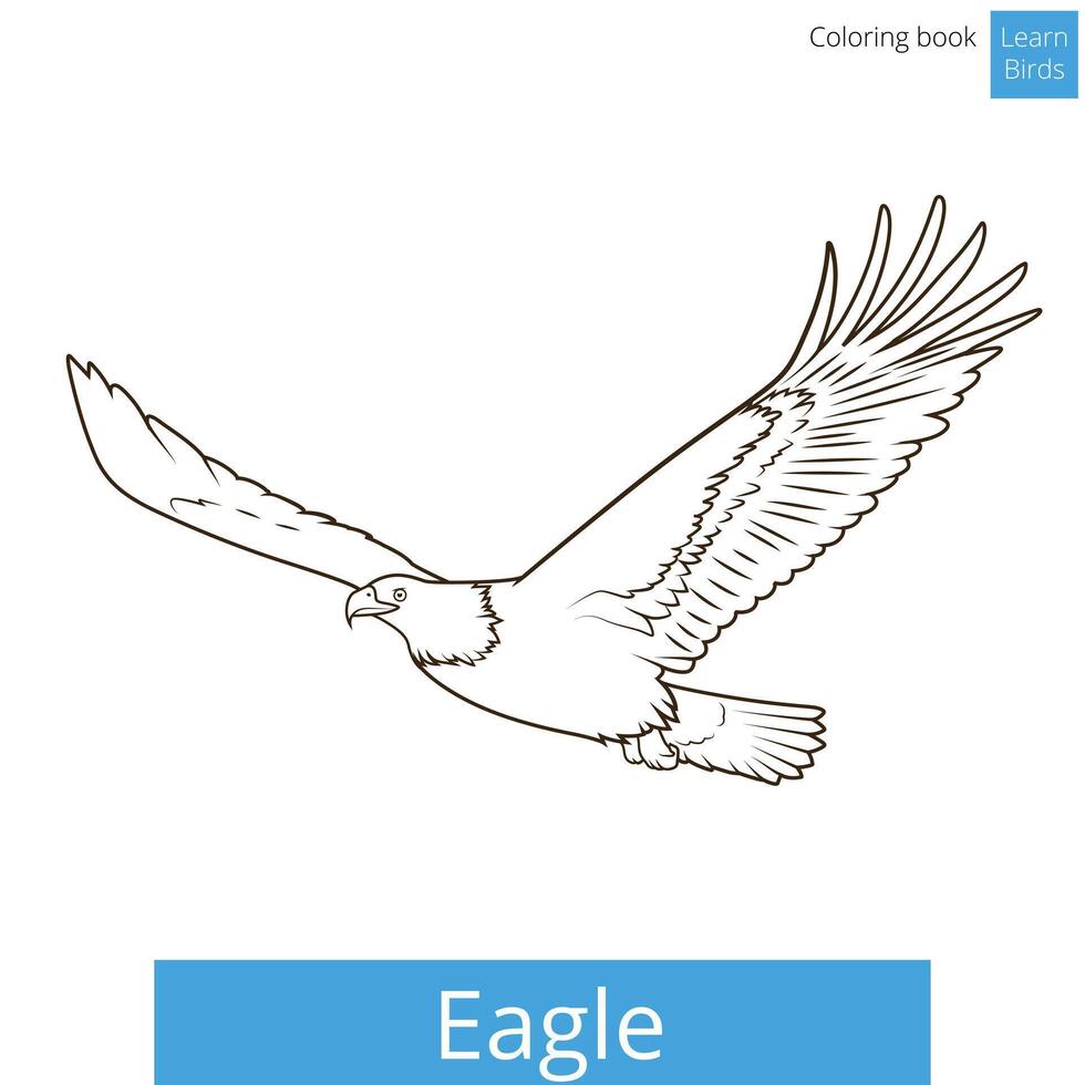 Eagle learn birds educational game coloring book illustration vector