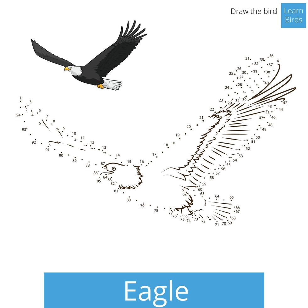 Eagle learn birds educational game learn to draw illustration vector