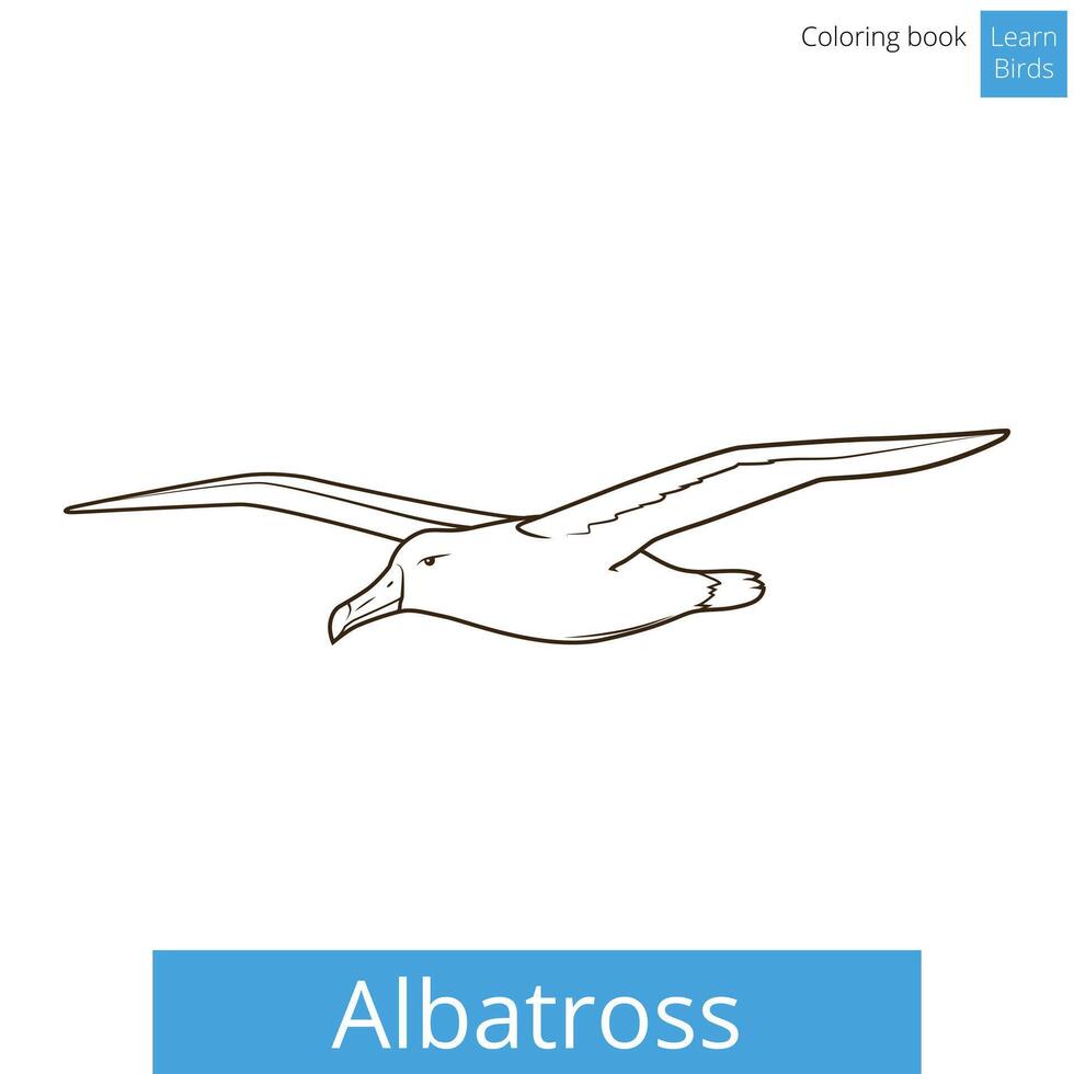 Albatross learn birds educational game coloring book illustration vector