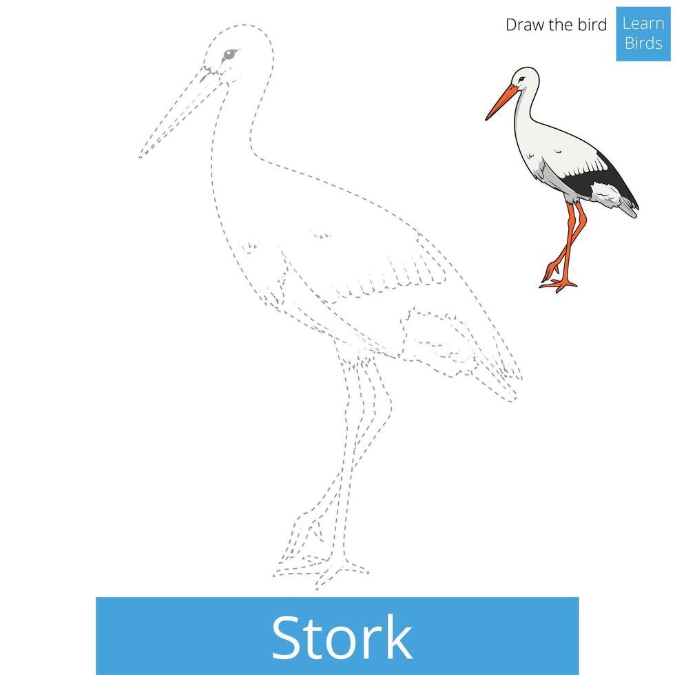 Stork learn birds educational game learn to draw illustration vector