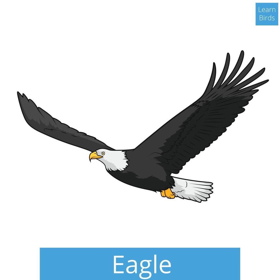 Eagle learn birds educational game illustration vector