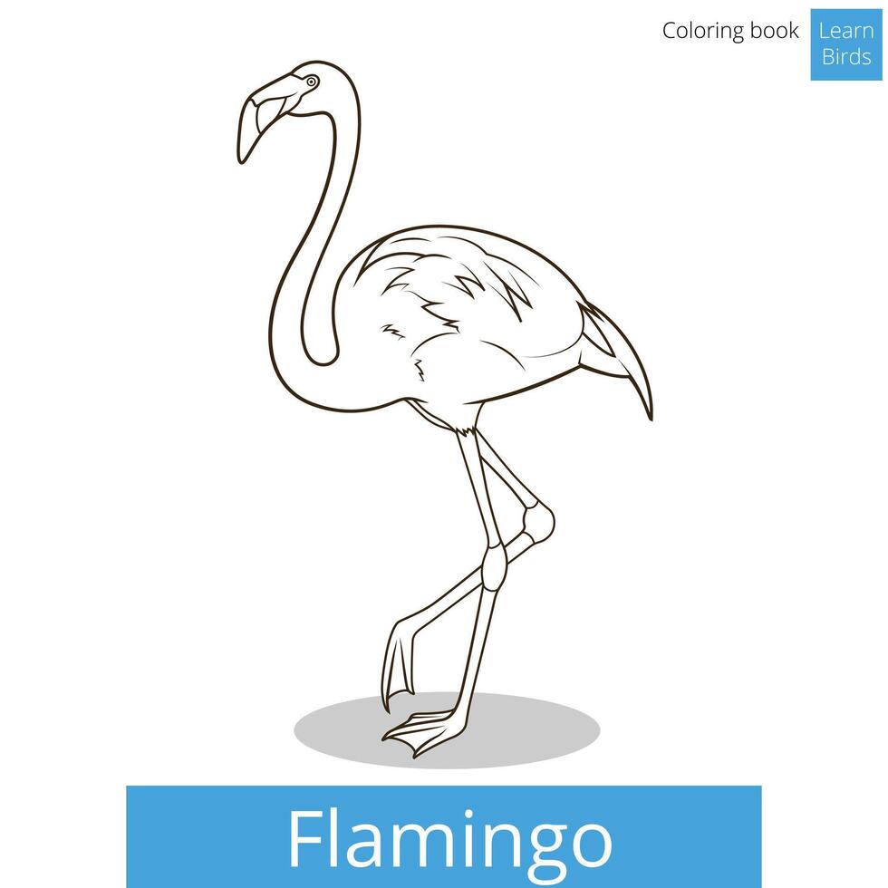 Flamingo learn birds educational game coloring book illustration vector