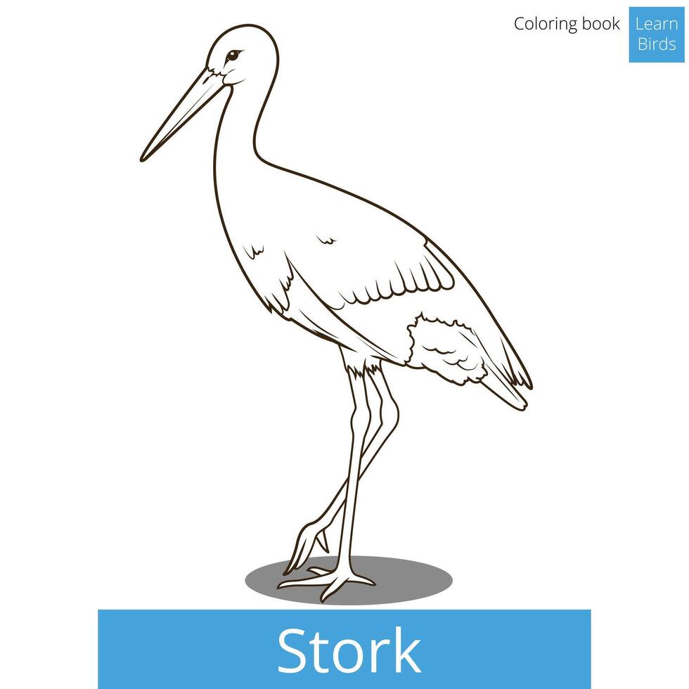 Stork learn birds educational game coloring book illustration vector