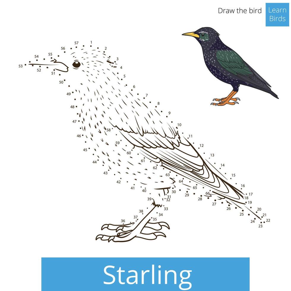 Starling learn birds educational game learn to draw illustration vector
