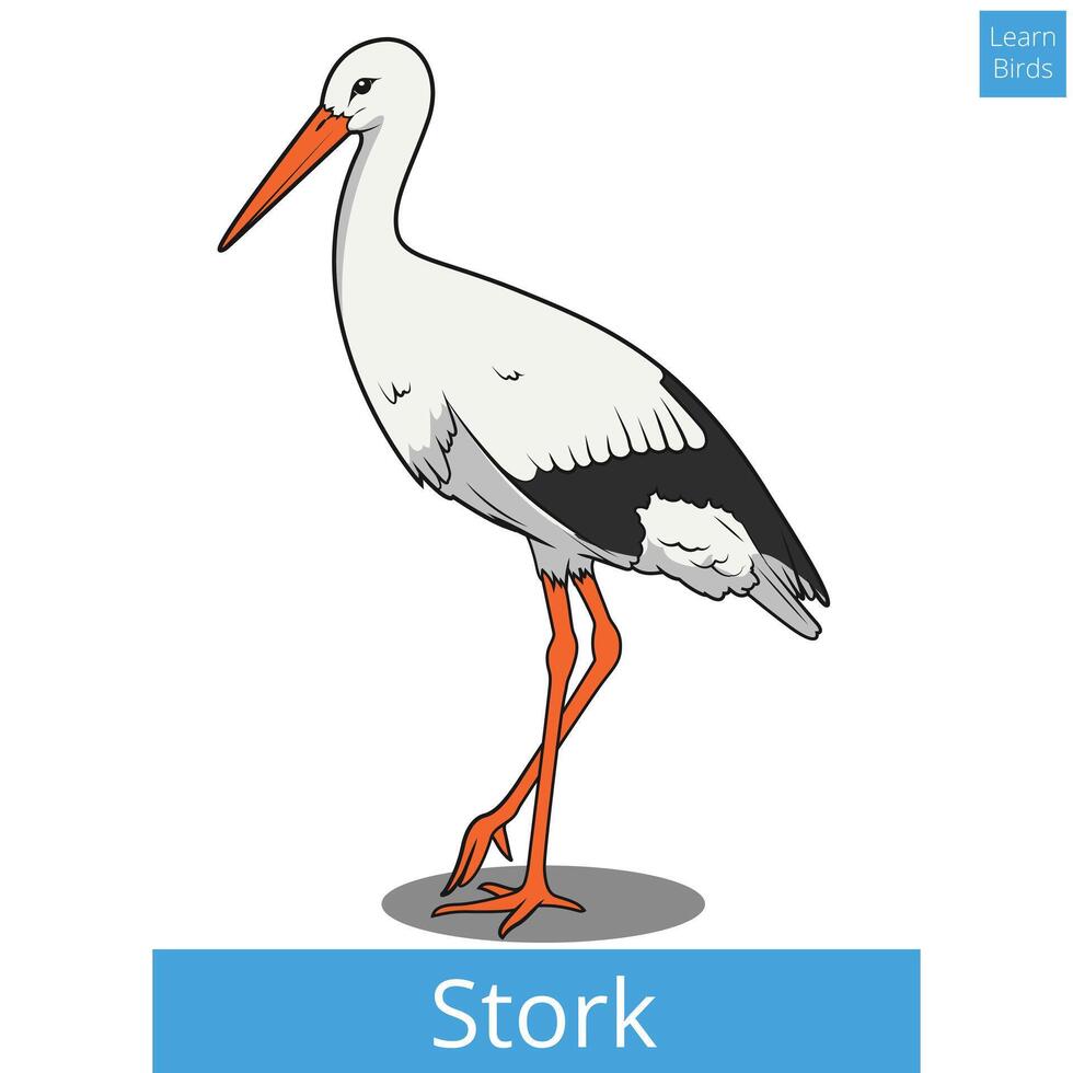 Stork learn birds educational game illustration vector
