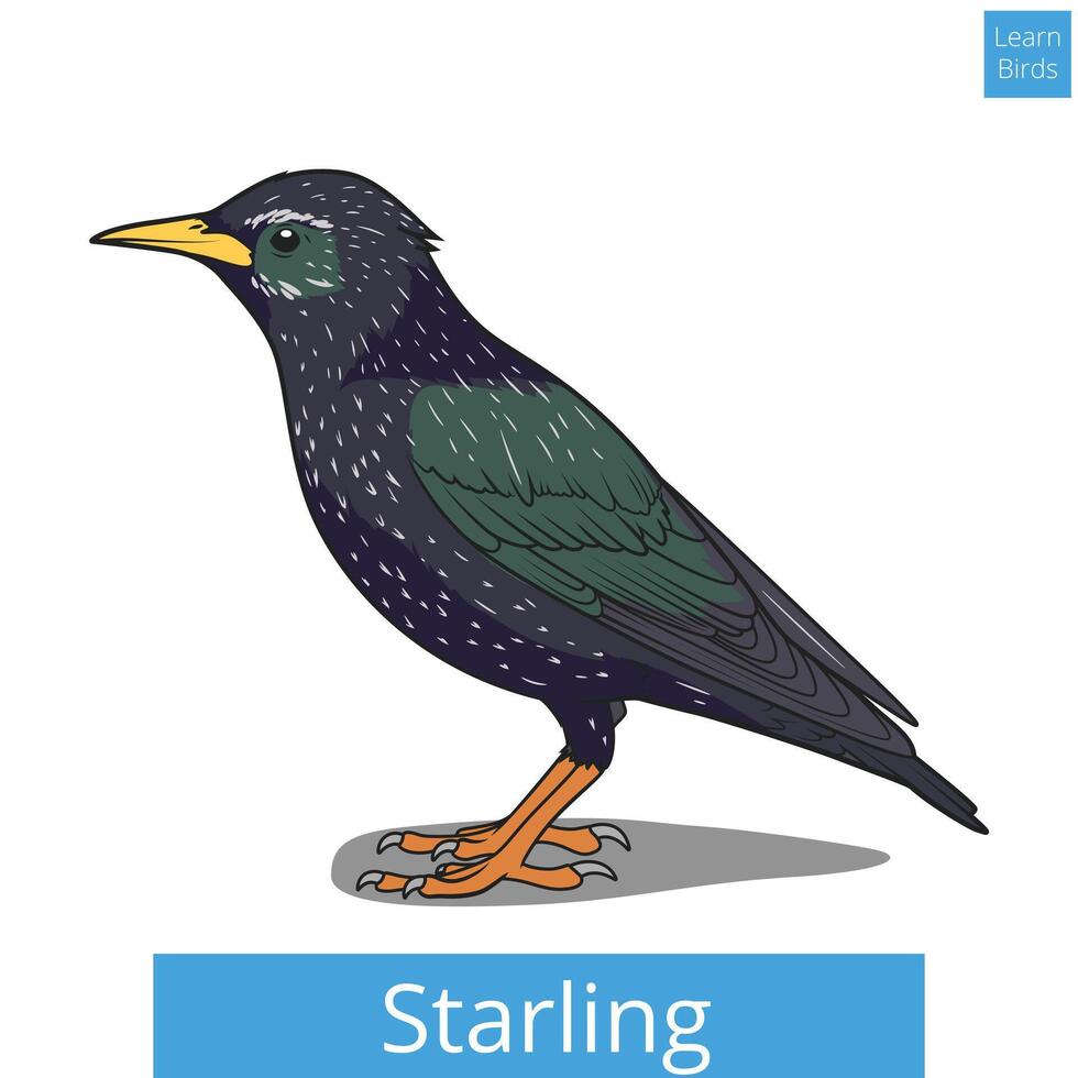 Starling learn birds educational game illustration vector