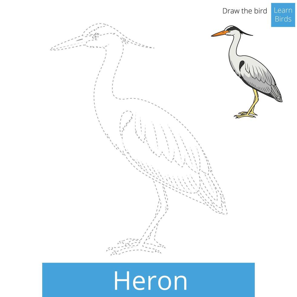 Heron learn birds educational game learn to draw illustration vector
