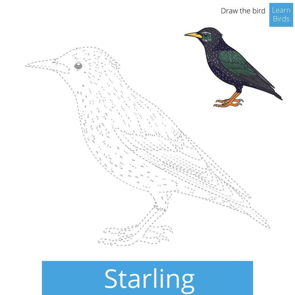 Starling learn birds educational game learn to draw illustration vector