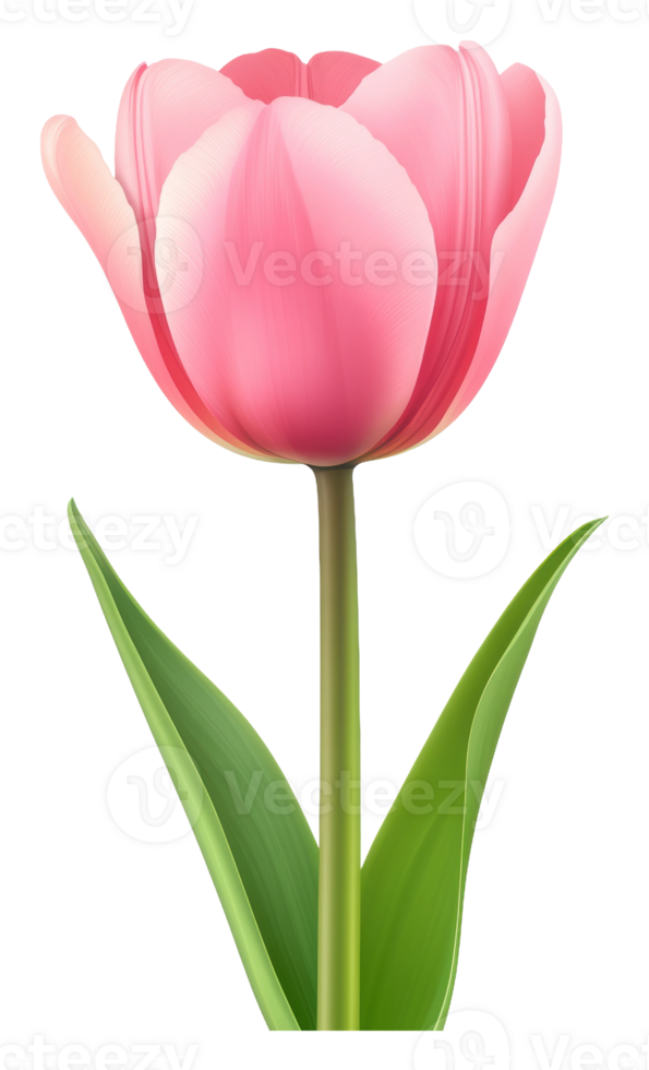 Beautiful pink tulip with green leaves in spring png