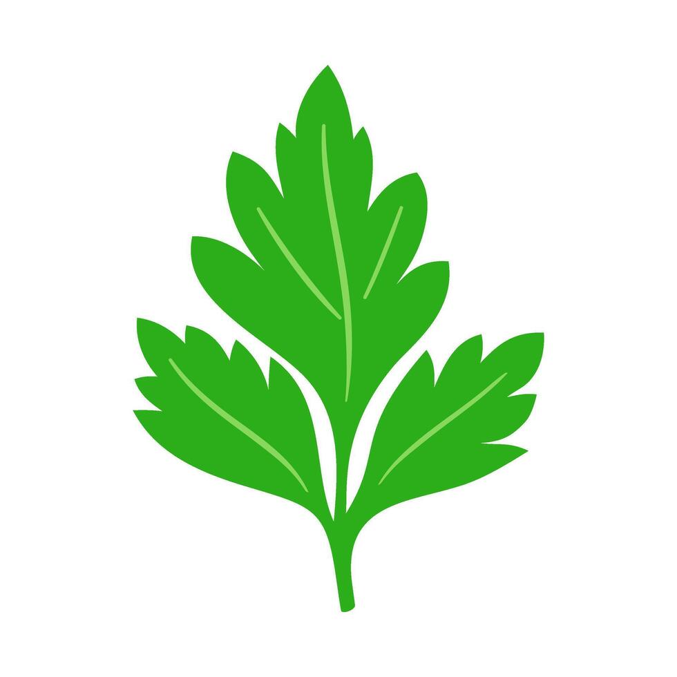 parsley leaf vegetable for cooking meals. A bright element. Hand drawn Trendy flat style isolated for design vector