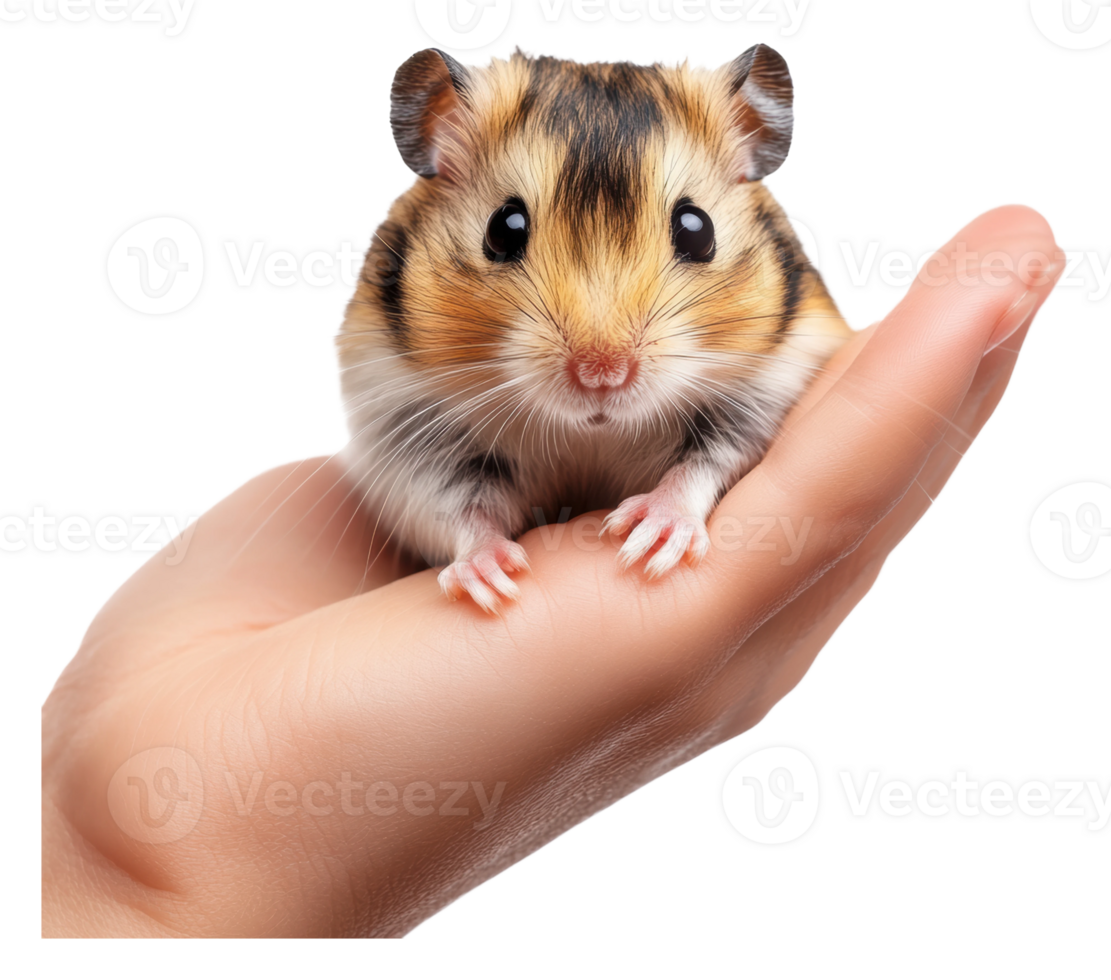 A cute hamster resting on a person's hand png
