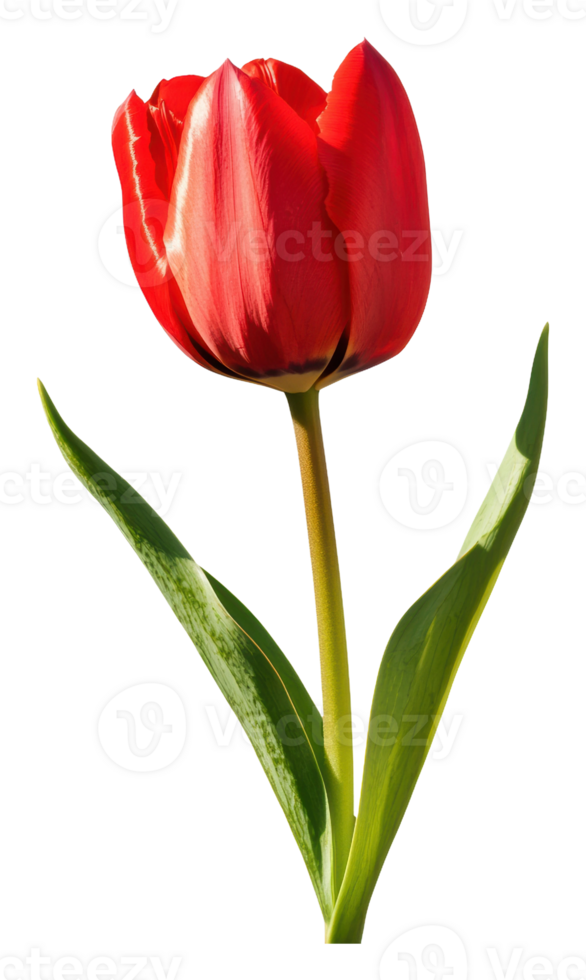 Red tulip blooming with green leaves png