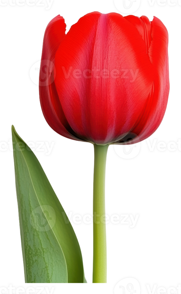 Bright red tulip blooming in spring garden png
