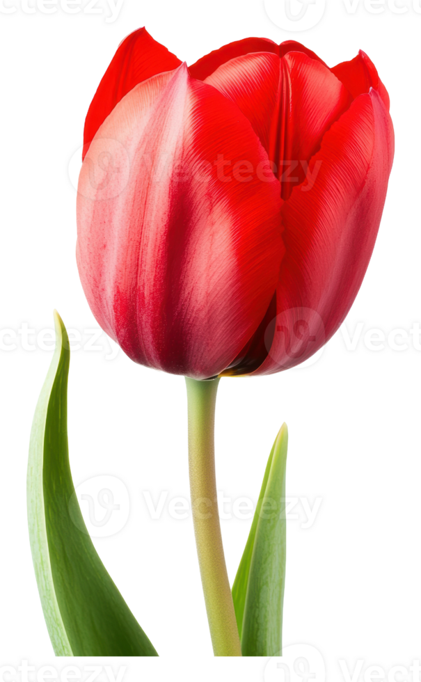Bright red tulip blooming in the spring garden png