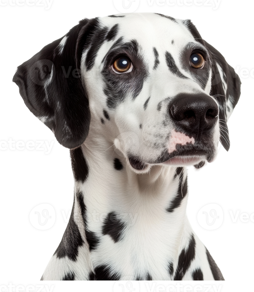 Cute Dalmatian dog posing for a close-up portrait png