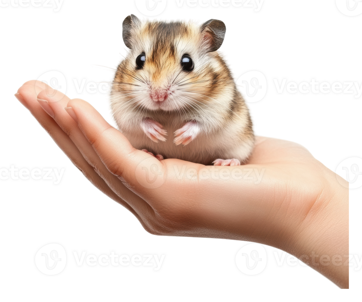 Small hamster resting gently on a person's hand png
