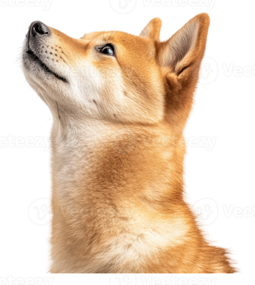 Shiba Inu gazing upward in a bright setting png