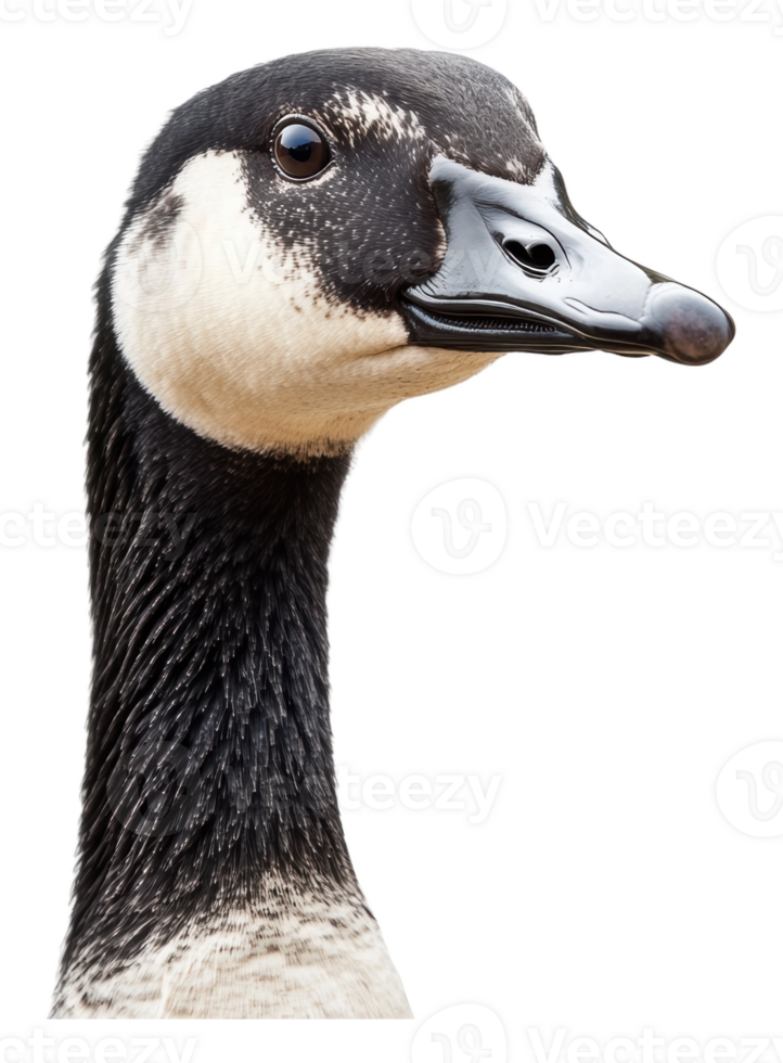 Close-up of a graceful goose in natural light png