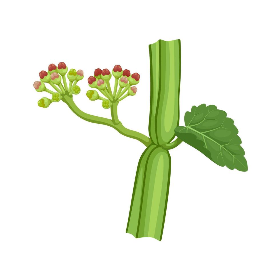 Illustration of Cissus quadrangularis, commonly known as hadjod, veldt grape, winged treebine or adamant creeper, isolated on white background. vector