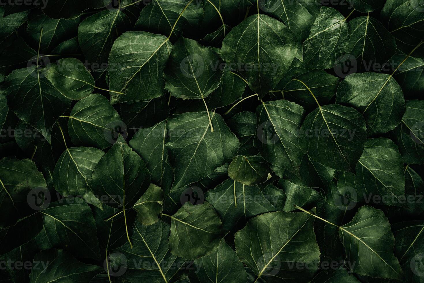 A dense arrangement of dark green leaves with visible veins, creating a natural, lush, and textured background. photo