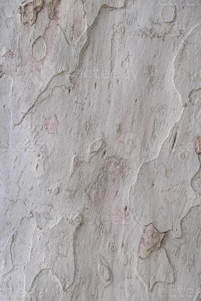 Close-up of rough tree bark texture, showcasing intricate patterns and natural colors, ideal for nature backgrounds and organic design elements. photo