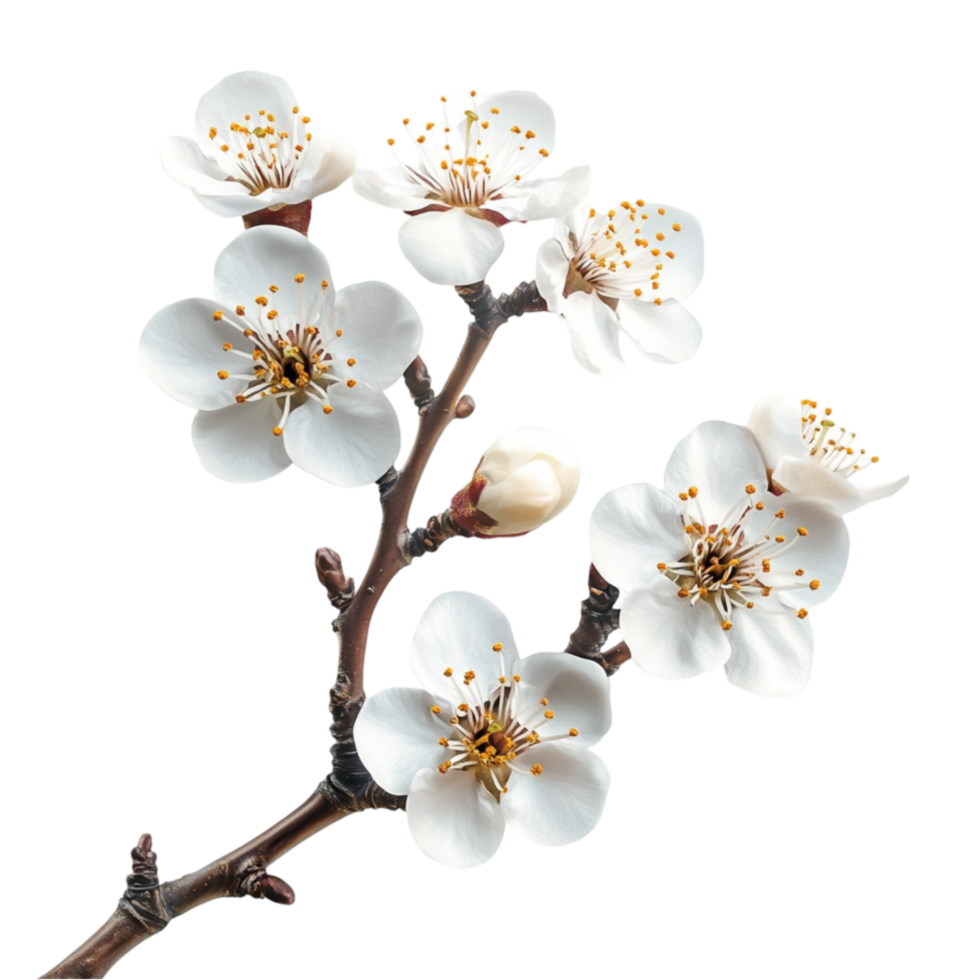 white flowers on a branch with a transparent background png