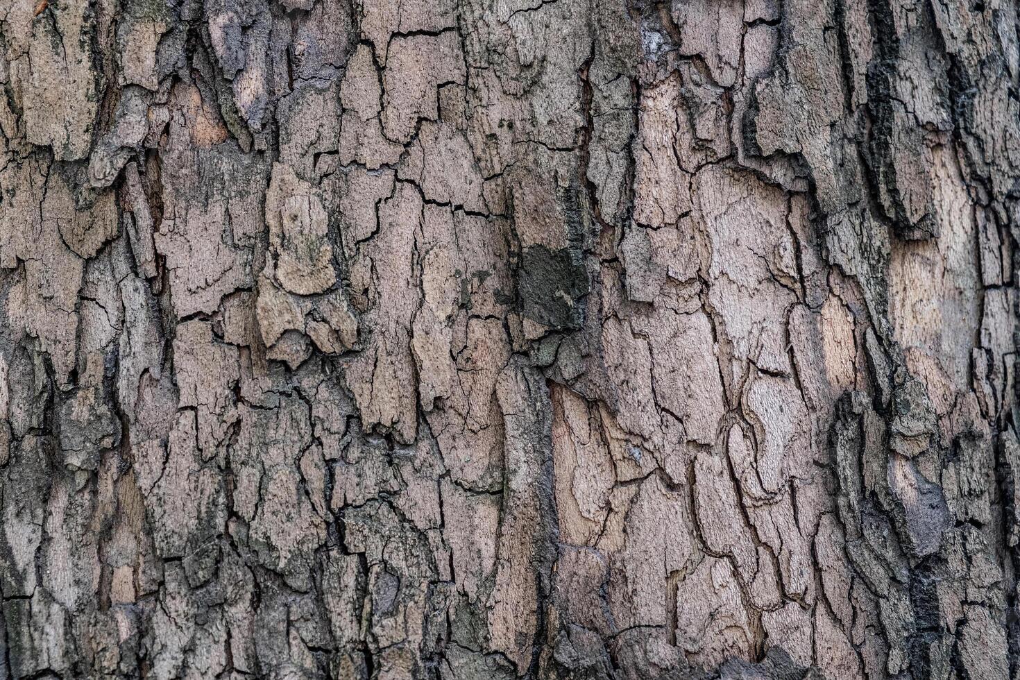 Close-up of rough tree bark texture, showcasing intricate patterns and natural colors, ideal for nature backgrounds and organic design elements. photo
