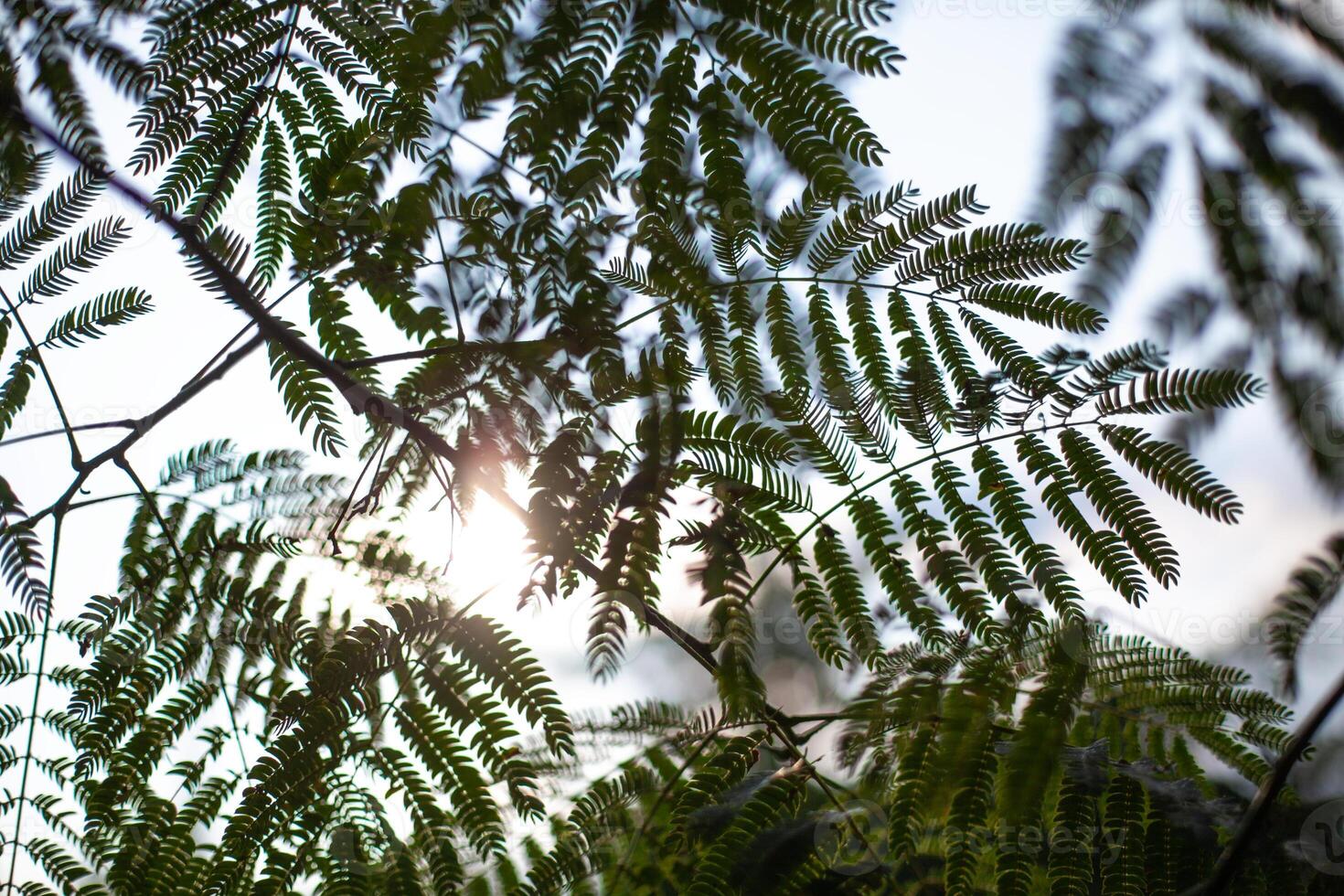Sunlight filtering through delicate fern leaves, creating a serene and natural pattern, perfect for nature and botanical themes. photo