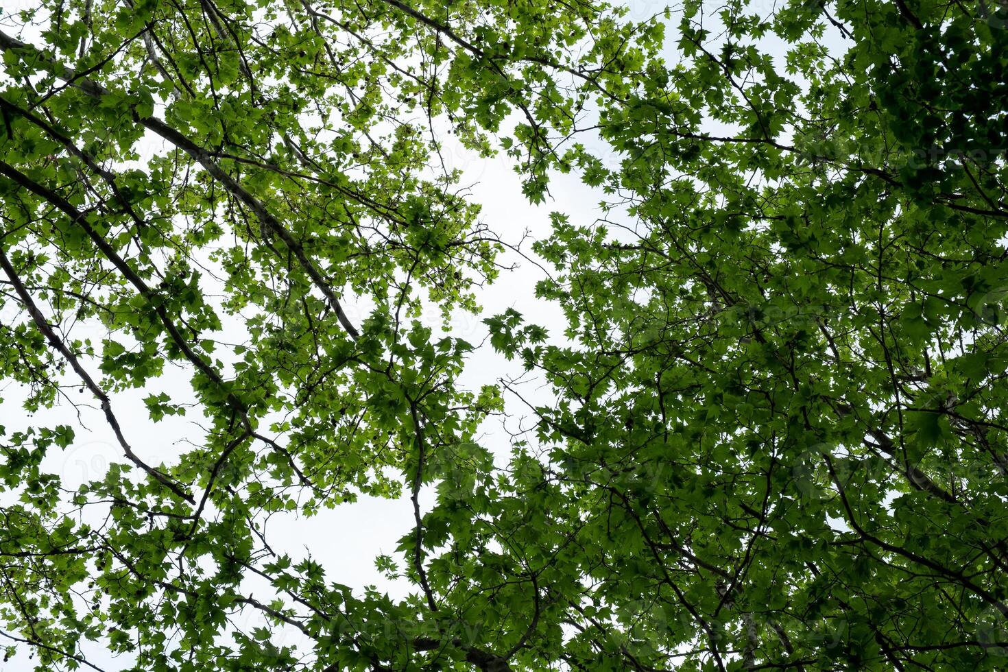 A view looking up at a canopy of green leaves and branches against a bright sky, capturing the essence of nature and tranquility, perfect for nature-themed projects and backgrounds. photo
