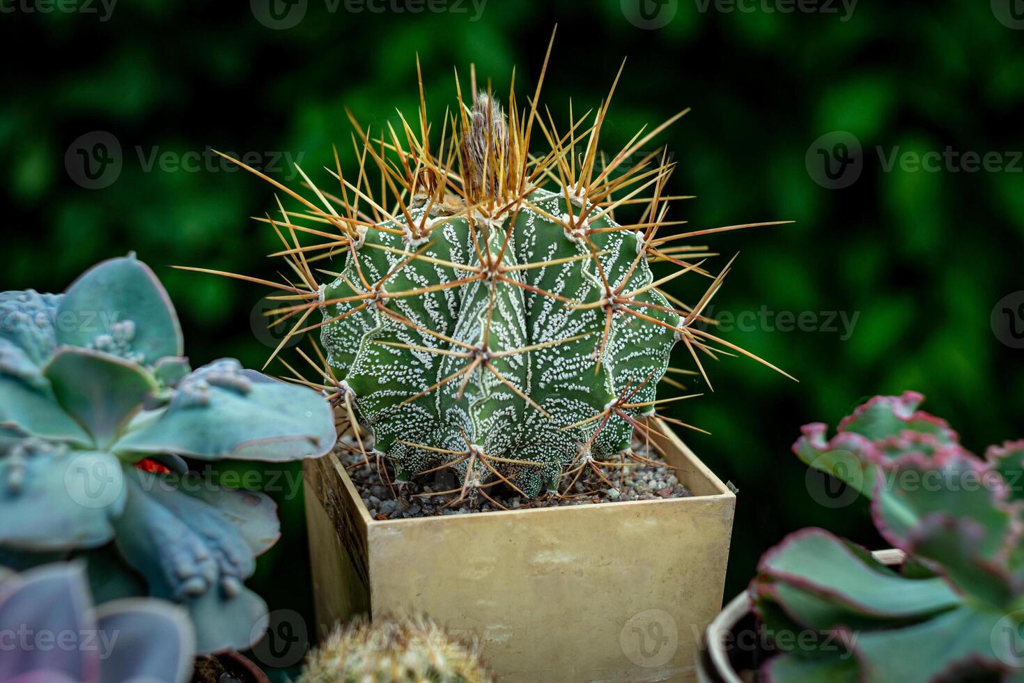 A close-up of a cactus with long, sharp spines in a square pot, surrounded by other succulents, set against a blurred green back photo