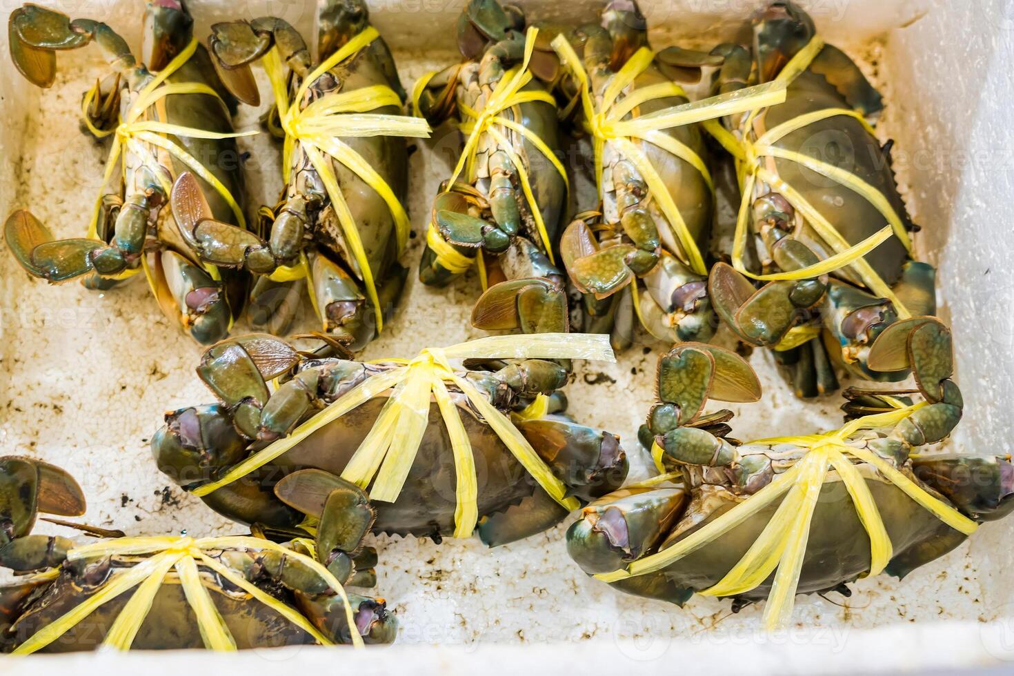 Tightly Bundled Live Mud Crabs Stored in a Styrofoam Box to Preserve Freshness photo