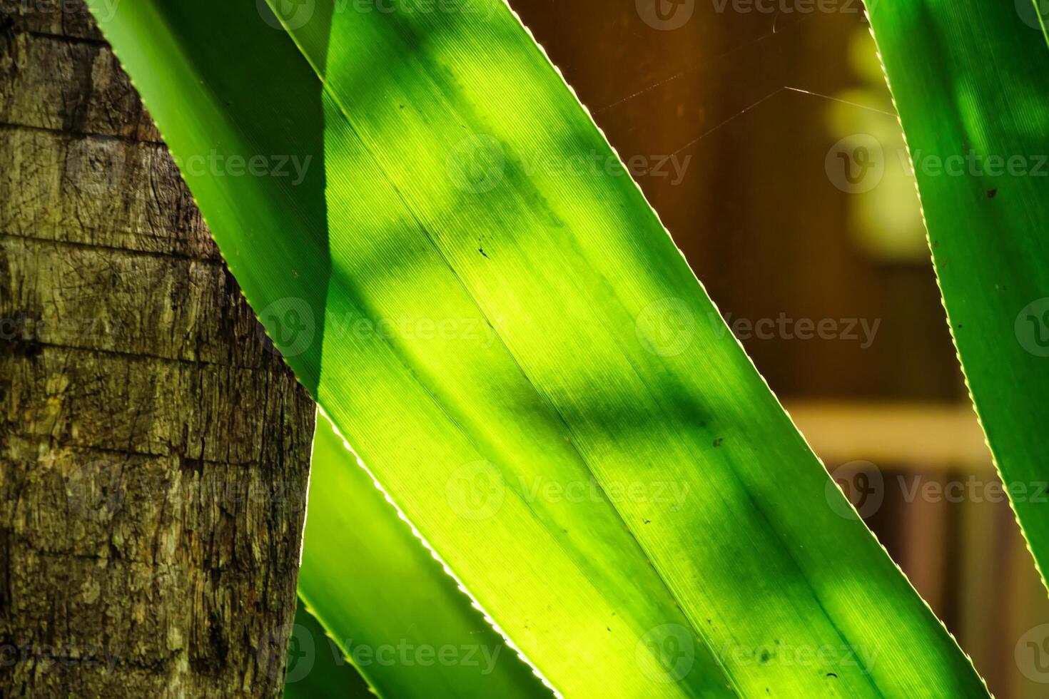 Bright Sunlight Filtering Through Green Leaves.A Glimpse of Nature's Serenity photo